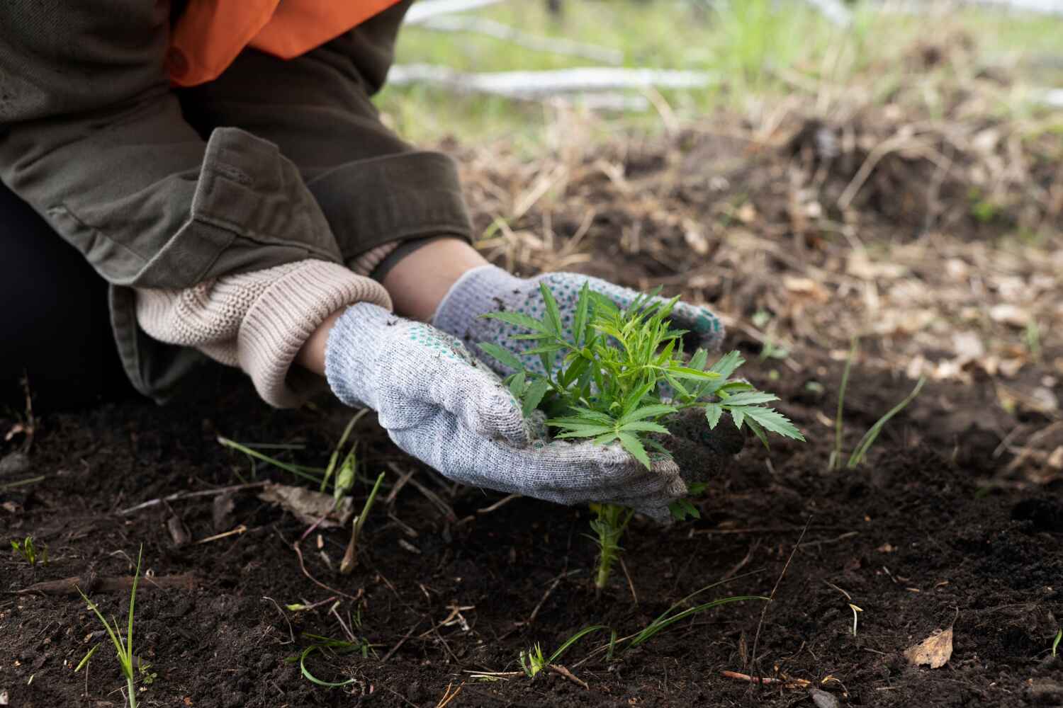 Reliable Boalsburg, PA Tree Service Solutions